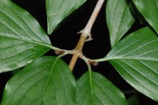 dogwood (2).jpg