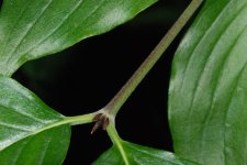 dogwood (4).jpg