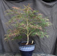 acerp-hanamatoi_170730a.jpg