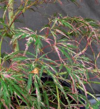 acerp-hanamatoi_170730c.jpg