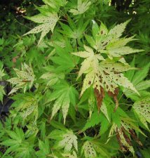 acerp_orangedream03_160730a.jpg