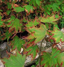 acerp-tsuma-gaki_160730a.jpg