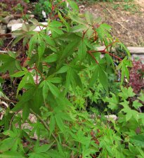 acerpkat02_160730a.jpg