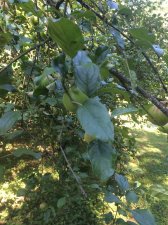 IMG_0620.JPG