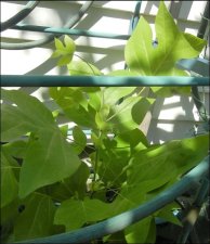 UNNAMED%20PLANT2_zpsyyofhchw.jpg