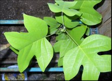UNNAMED%20PLANT_zpsfephs8jk.jpg