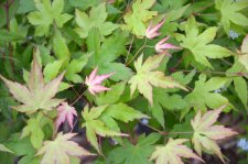 5_30 maples 012.jpg
