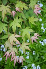5_30 maples 013.jpg
