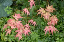 8_13 Japanese maples 010.jpg
