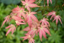 8_13 Japanese maples 011.jpg