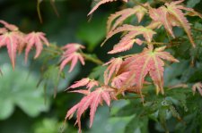 8_13 Japanese maples 043.jpg