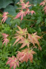 8_13 Japanese maples 044.jpg