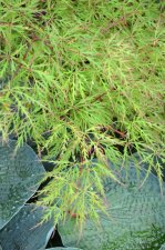 8_13 Japanese maples 020.jpg
