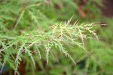 8_13 Japanese maples 021.jpg