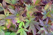 7_31 Japanese maples 009.jpg