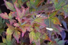 7_31 Japanese maples 010.jpg