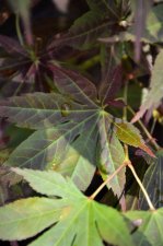 8_13 Japanese maples1 012.jpg
