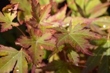 8_13 Japanese maples1 013.jpg