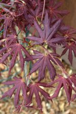 5_12 Garden and Maples032.jpg