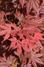 5_22 garden and maples037.jpg