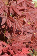 5_22 garden and maples038.jpg