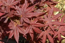 5_22 garden and maples039.jpg