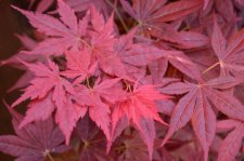 5_24 Garden and maples011.jpg