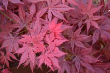 5_24 Garden and maples013.jpg