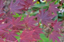 5_22 garden and maples029.jpg