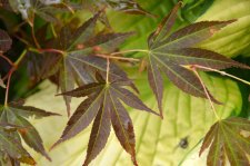 8_13 Japanese maples 030.jpg