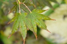 8_13 Japanese maples 031.jpg