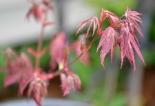 5_12 Garden and Maples001.jpg