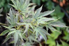 7_31 Japanese maples 036.jpg