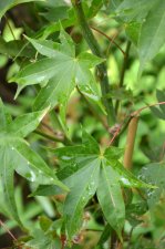 8_13 Japanese maples 027.jpg