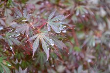 8_13 Japanese maples 037.jpg