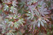 8_13 Japanese maples 038.jpg