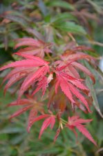 8_13 Japanese maples 014.jpg