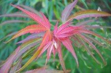 7_31 Japanese maples 024.jpg