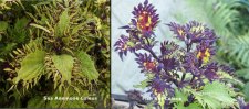 coleus sport.jpg