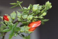 IMG_4434.jpg