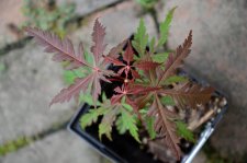 8_13 Japanese maples 042.jpg