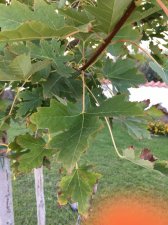 2016-09-29-PHOTO-00000108.jpg