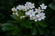 DSC_0285.JPG