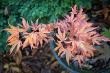 11_6 Japanese maples 011.jpg