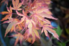 11_6 Japanese maples 012.jpg