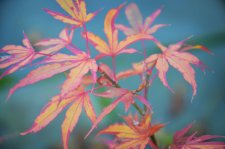 11_6 Japanese maples 015.jpg