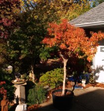 Acer buergerianum Mino Yatsubusa fall2.jpg