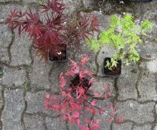 acer-div_170408a.jpg