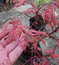 acerp-gwensro-2_170408a.jpg