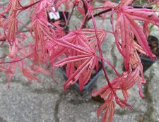 acerp-gwensro-2_170408c.jpg